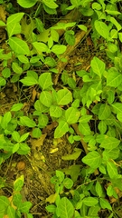 Euonymus fortunei