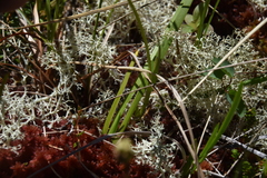 Triantha occidentalis