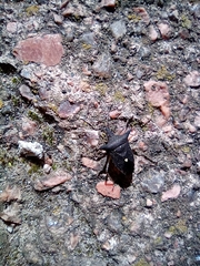 Proxys albopunctulatus