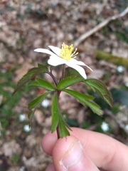 Anemonoides nemorosa