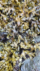 Fucus distichus