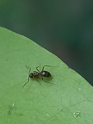Nylanderia smythiesiiNylanderia smythiesii