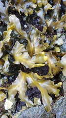 Fucus distichus