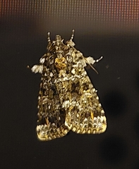 Callopistria latreillei