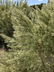 Baccharis salicina
