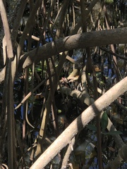 Nerodia clarkii compressicauda