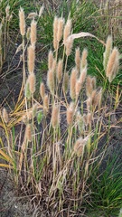 Polypogon monspeliensis