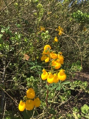 Calceolaria corymbosa