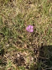 Agalinis heterophylla