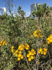 Calceolaria corymbosa