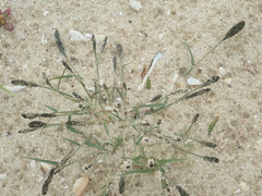 Sporobolus alopecuroides