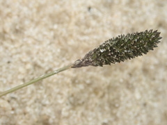 Sporobolus alopecuroides