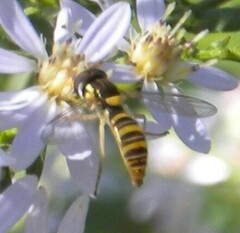 Sphaerophoria contigua