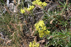 Eriogonum flavum