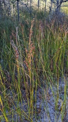 Cladium mariscoides