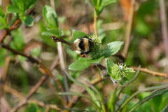 Bombus sylvicola
