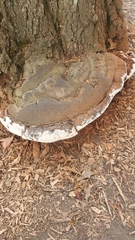 Ganoderma brownii