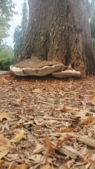 Ganoderma brownii