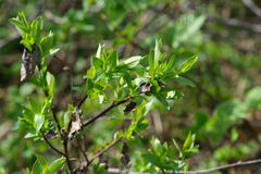 Salix pulchra
