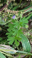 Geranium pusillum