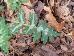 Hydrophyllum macrophyllum