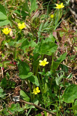 Ranunculus eschscholtzii