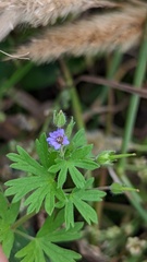 Geranium pusillum