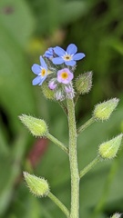 Myosotis arvensis
