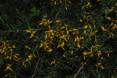 Genista