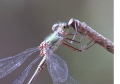 Chalcolestes parvidens