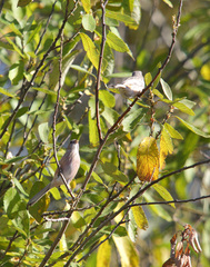 Carpodacus sibiricus