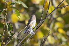 Carpodacus sibiricus