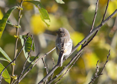 Carpodacus sibiricus