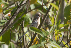 Carpodacus sibiricus
