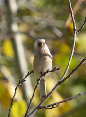 Carpodacus sibiricus