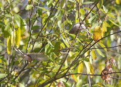 Carpodacus sibiricus