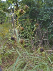 Helianthus salicifolius