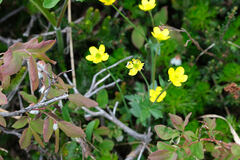 Ranunculus eschscholtzii