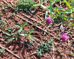Gomphrena celosioides