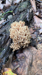 Ramaria stricta