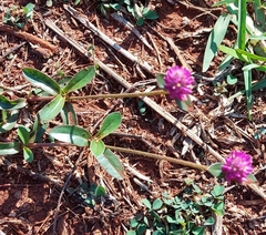 Gomphrena celosioides