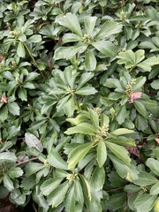 Pachysandra terminalis