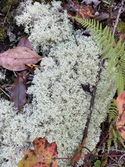 Cladonia rangiferina