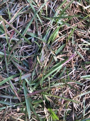 Eremochloa ophiuroides