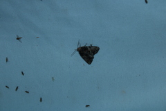 Chytonix palliatricula