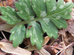 Hydrophyllum macrophyllum