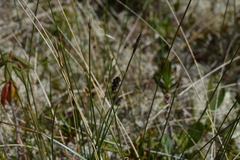Carex pluriflora