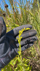 Solidago nemoralis