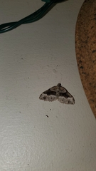 Xanthorhoe defensaria