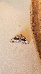 Xanthorhoe defensaria